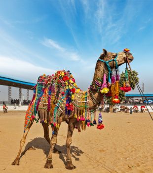 Historical Rajasthan Trip Day 3