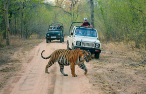 Golden Triangle Trip