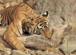 Best Season To Visit Rajasthan