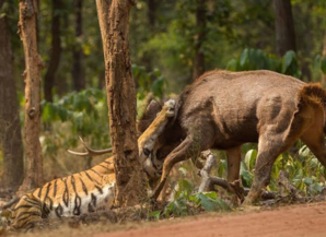 Best Season To Visit Rajasthan