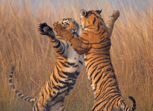 The Top 10 Things to See and Do in Jaipur on a Tour