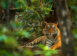 Discover the Splendor and Charm of the Royal State