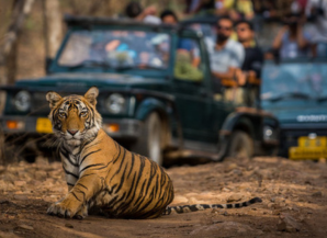 The Ultimate Guide to the Land of Kings