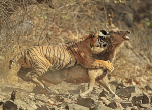 Best Thrilling Adventure in Rajasthan