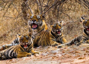 Best Season To Visit Rajasthan