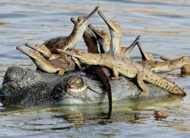 Jaipur , Jodhpur & Jaisalmer Tour packages